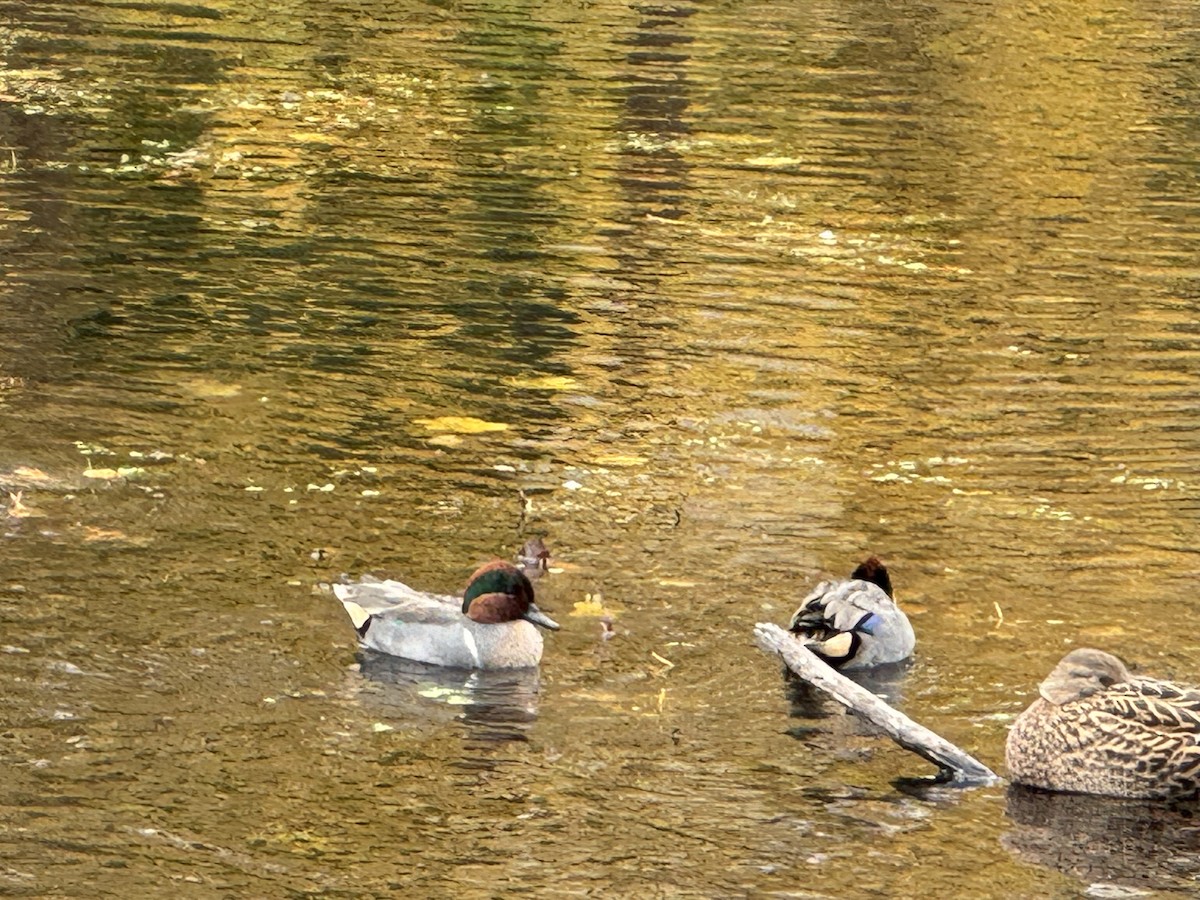 Green-winged Teal - ML611411097