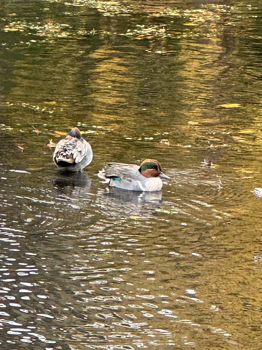 Green-winged Teal - ML611411098