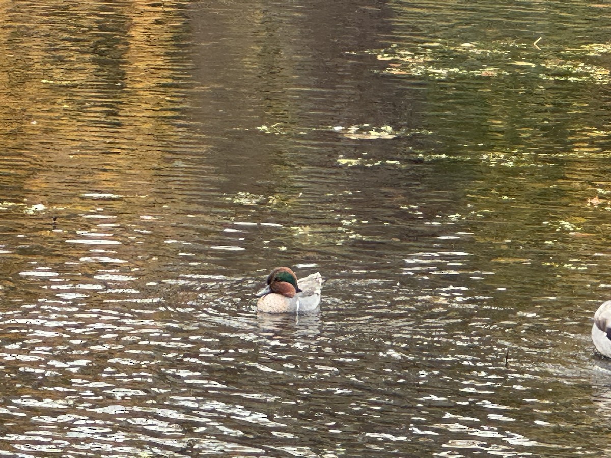 Green-winged Teal - ML611411099