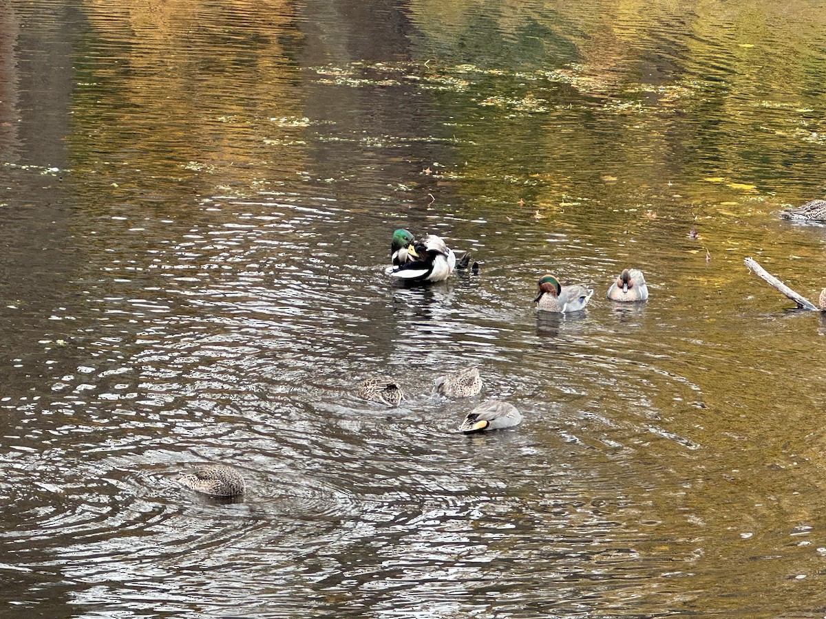 Green-winged Teal - ML611411101