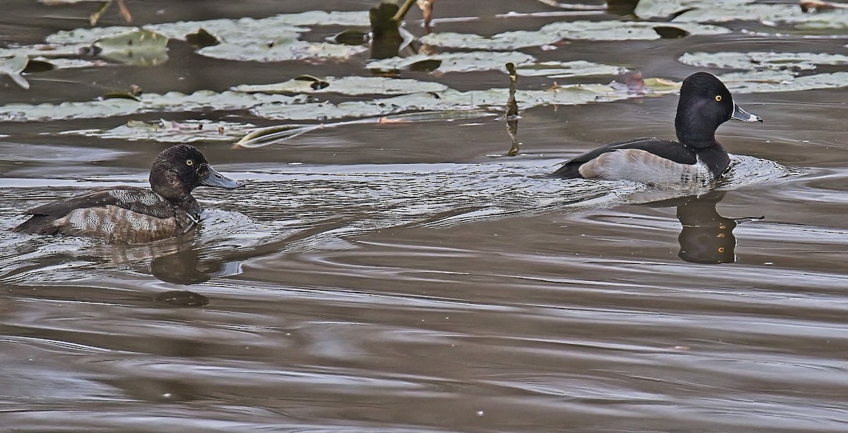 Ring-necked Duck - ML611411140