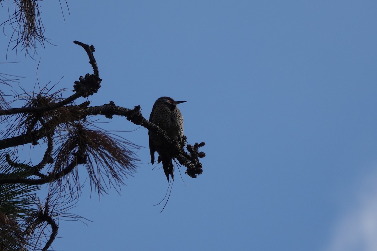 Northern Flicker - David Godfrey