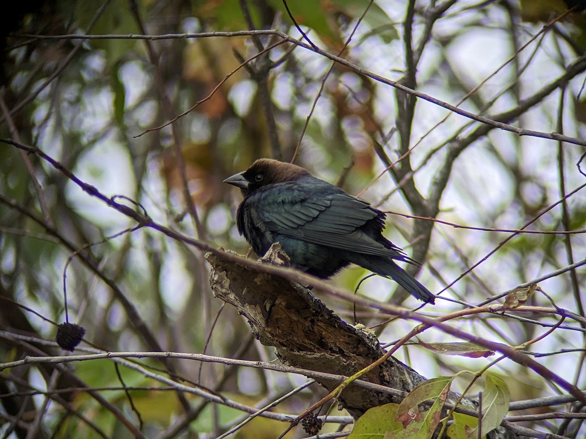 Brown-headed Cowbird - ML611411212