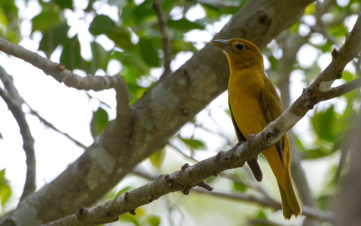 Summer Tanager - ML611411258