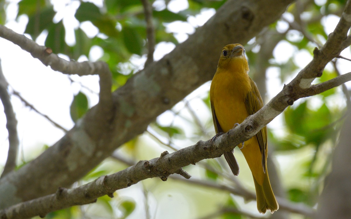 Summer Tanager - ML611411261