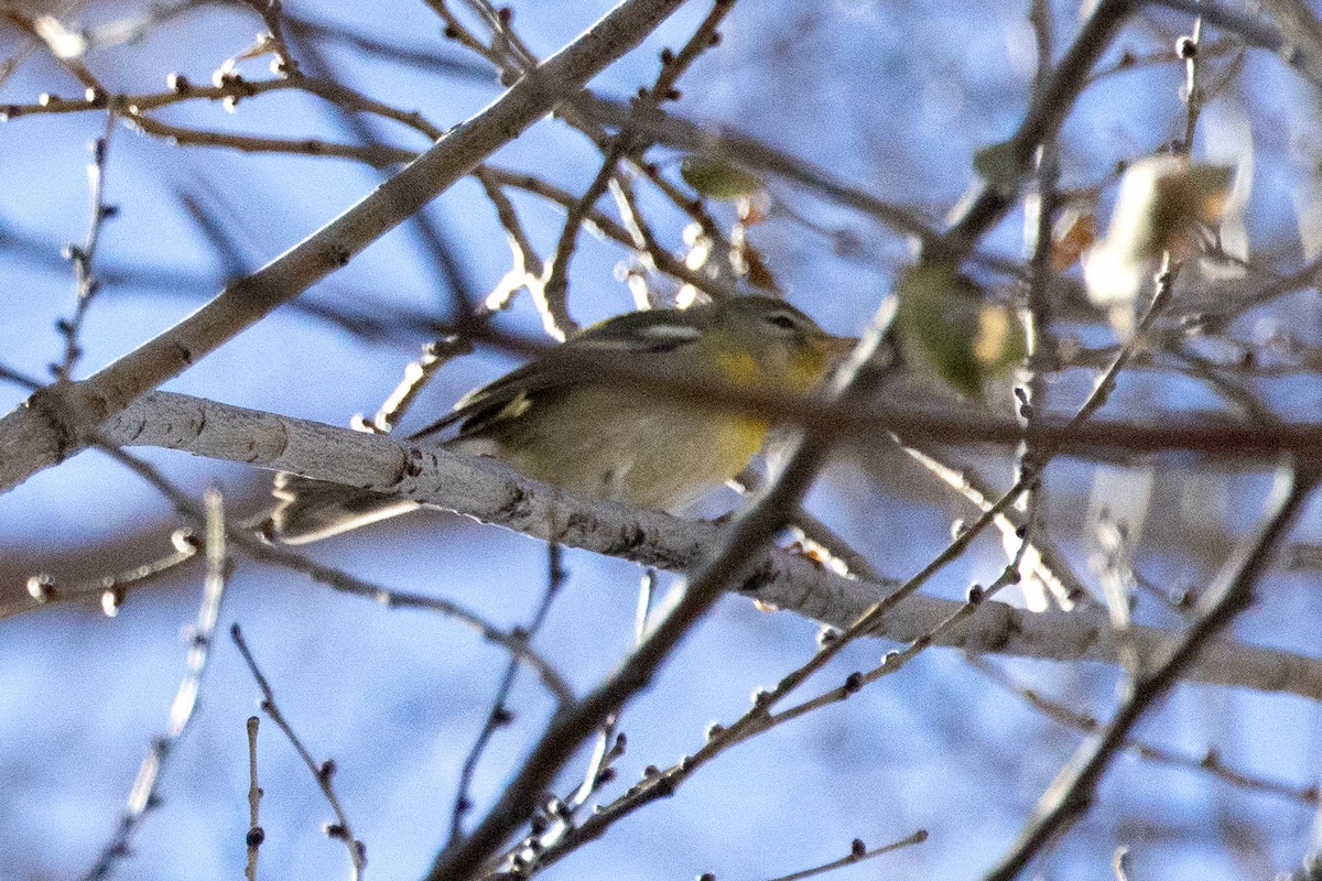 Northern Parula - ML611411346