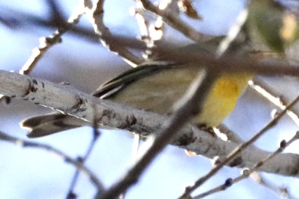 Northern Parula - ML611411347