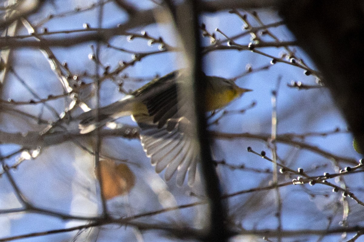 Northern Parula - ML611411356