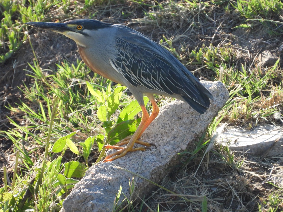 Striated Heron - ML611411369