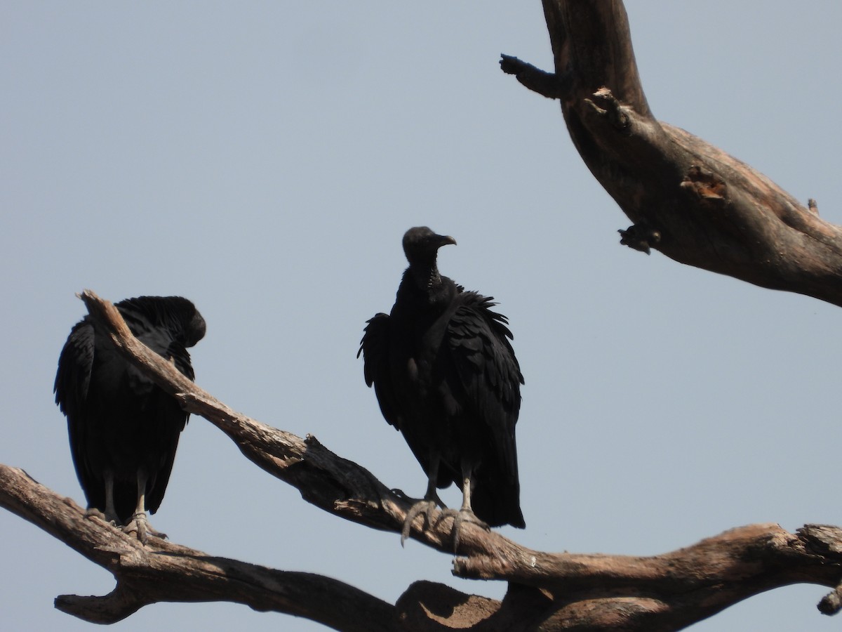Black Vulture - ML611411381