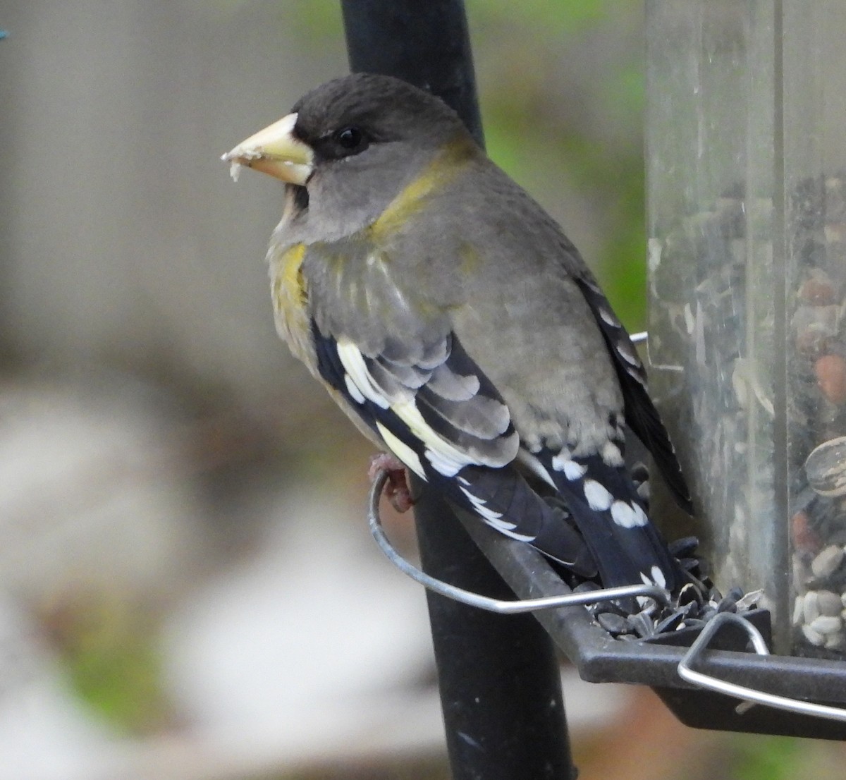 Evening Grosbeak - ML611411394