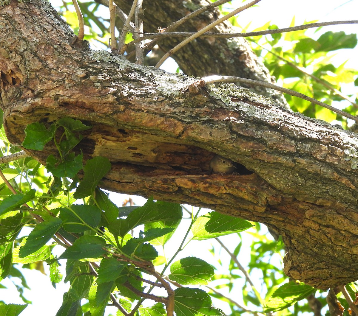 House Wren - ML611411397