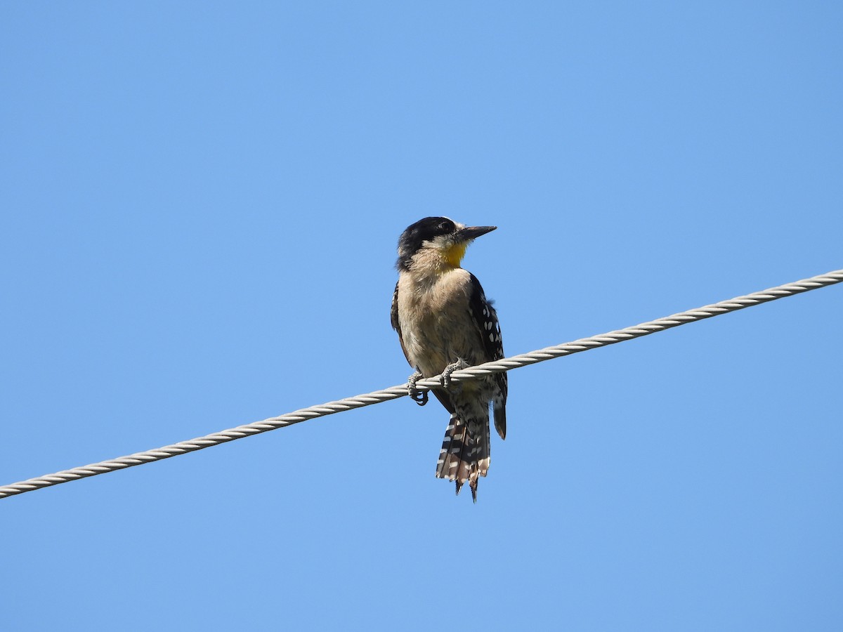 White-fronted Woodpecker - ML611411399