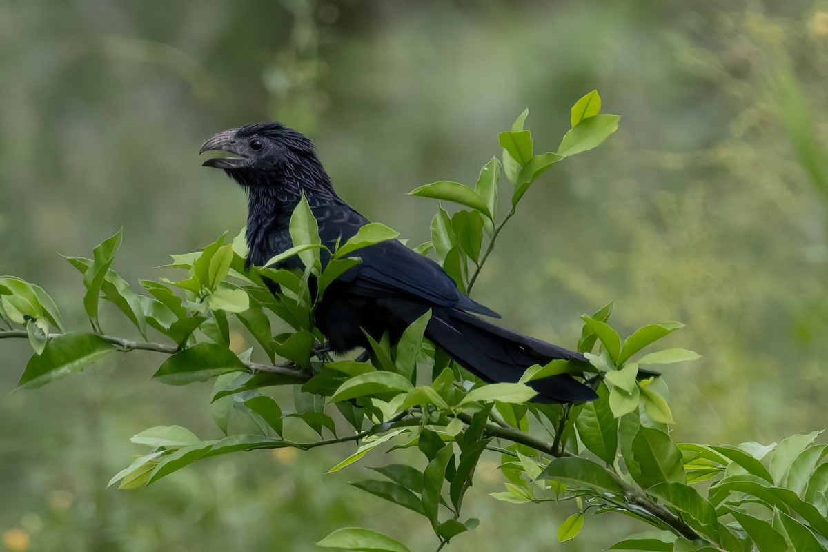 Groove-billed Ani - ML611411414
