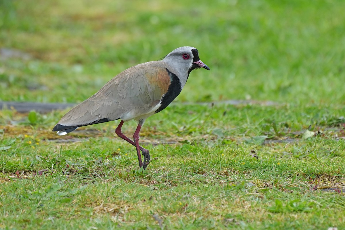 Southern Lapwing - Nancy Elliot