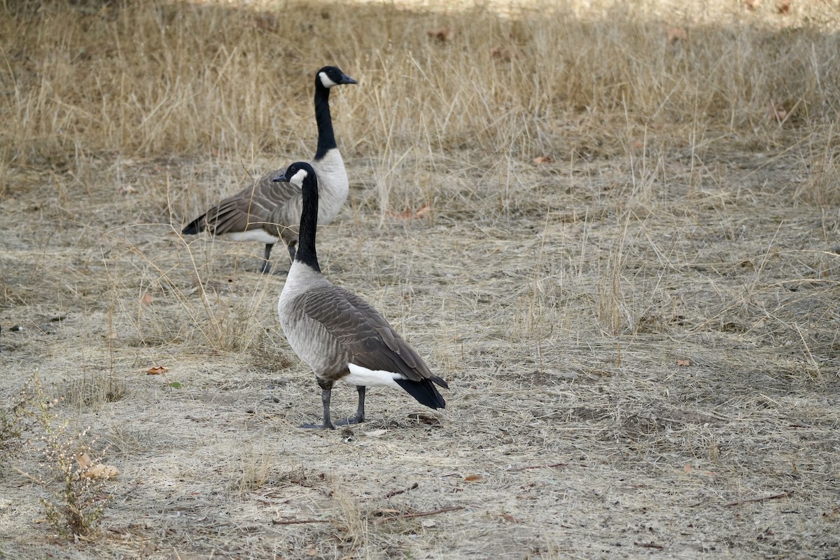 Canada Goose - ML611411437