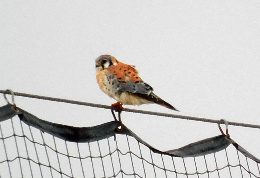 American Kestrel - Kathy Rhodes