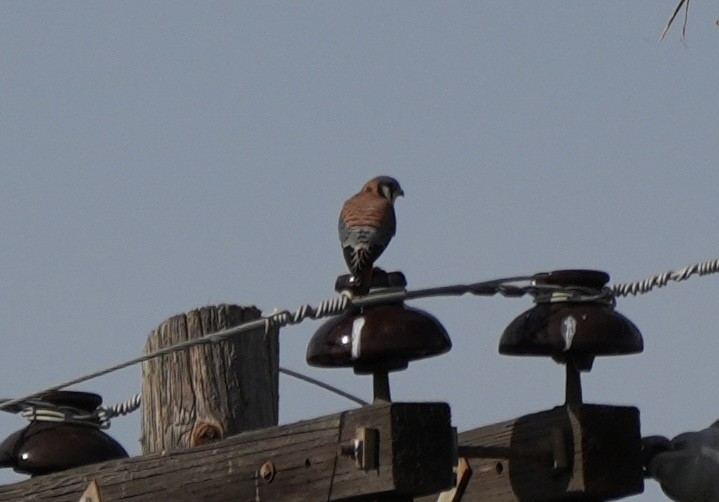 American Kestrel - ML611411496