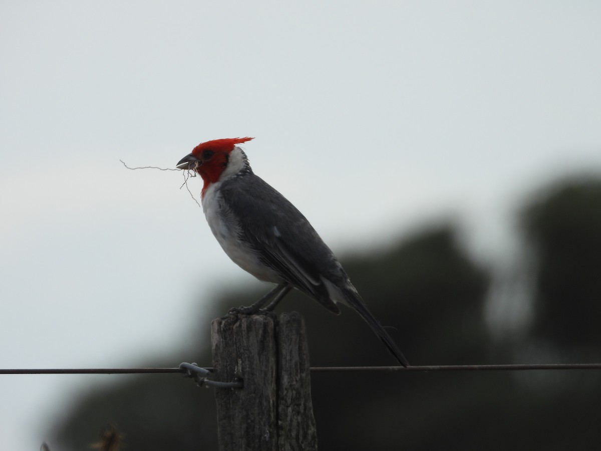 Red-crested Cardinal - ML611411528