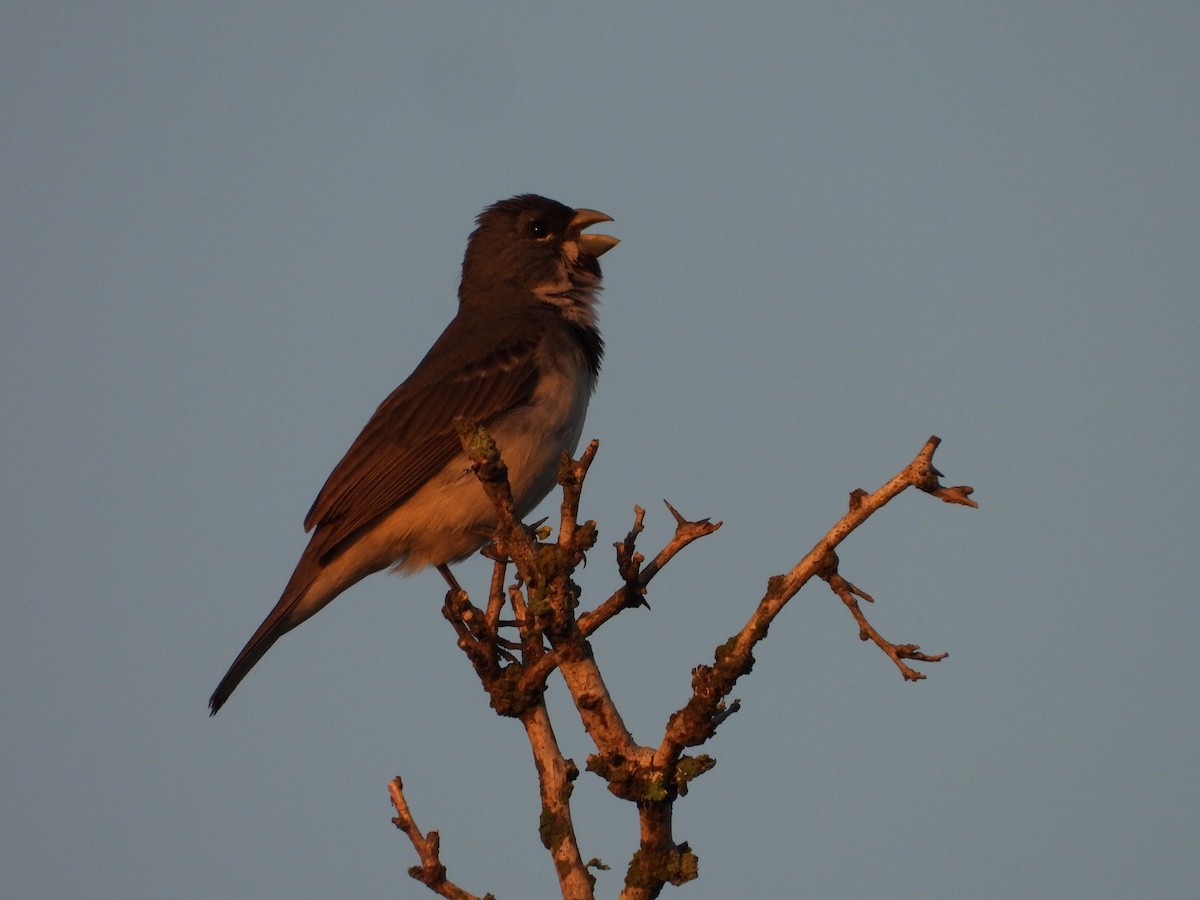 Double-collared Seedeater - ML611411541