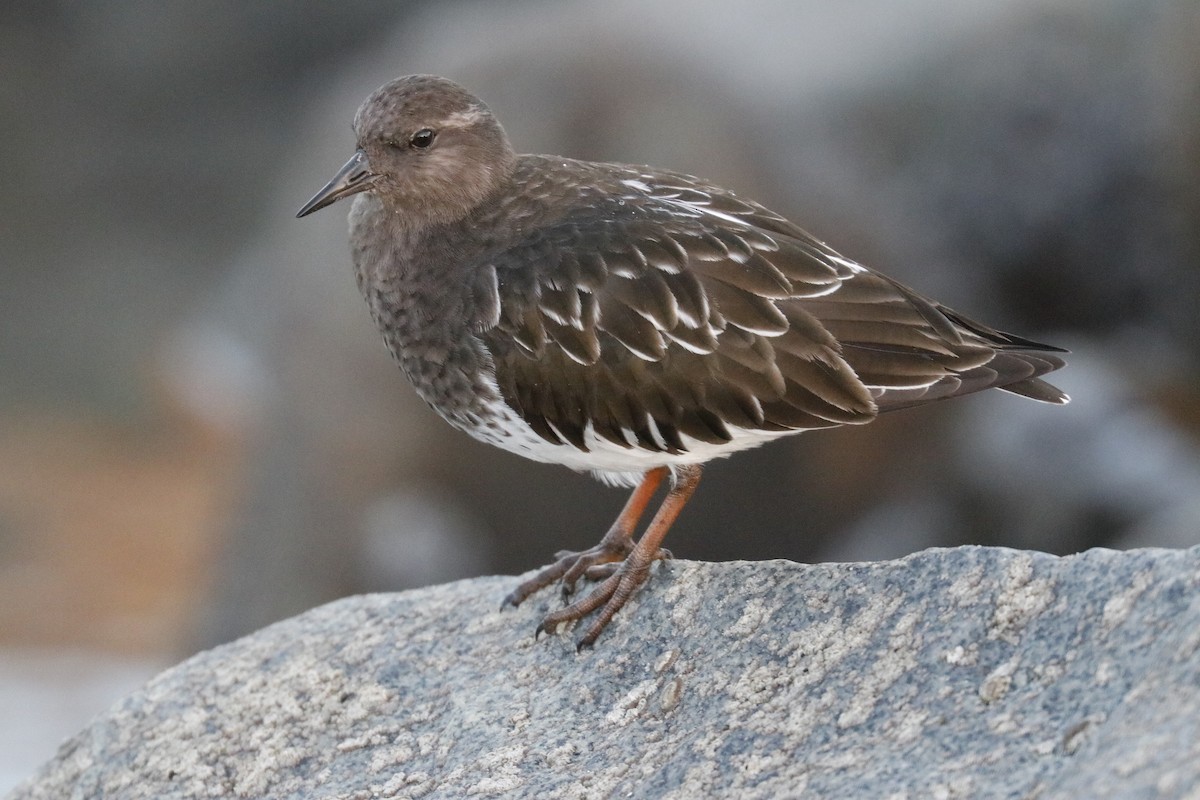 Black Turnstone - ML611411542