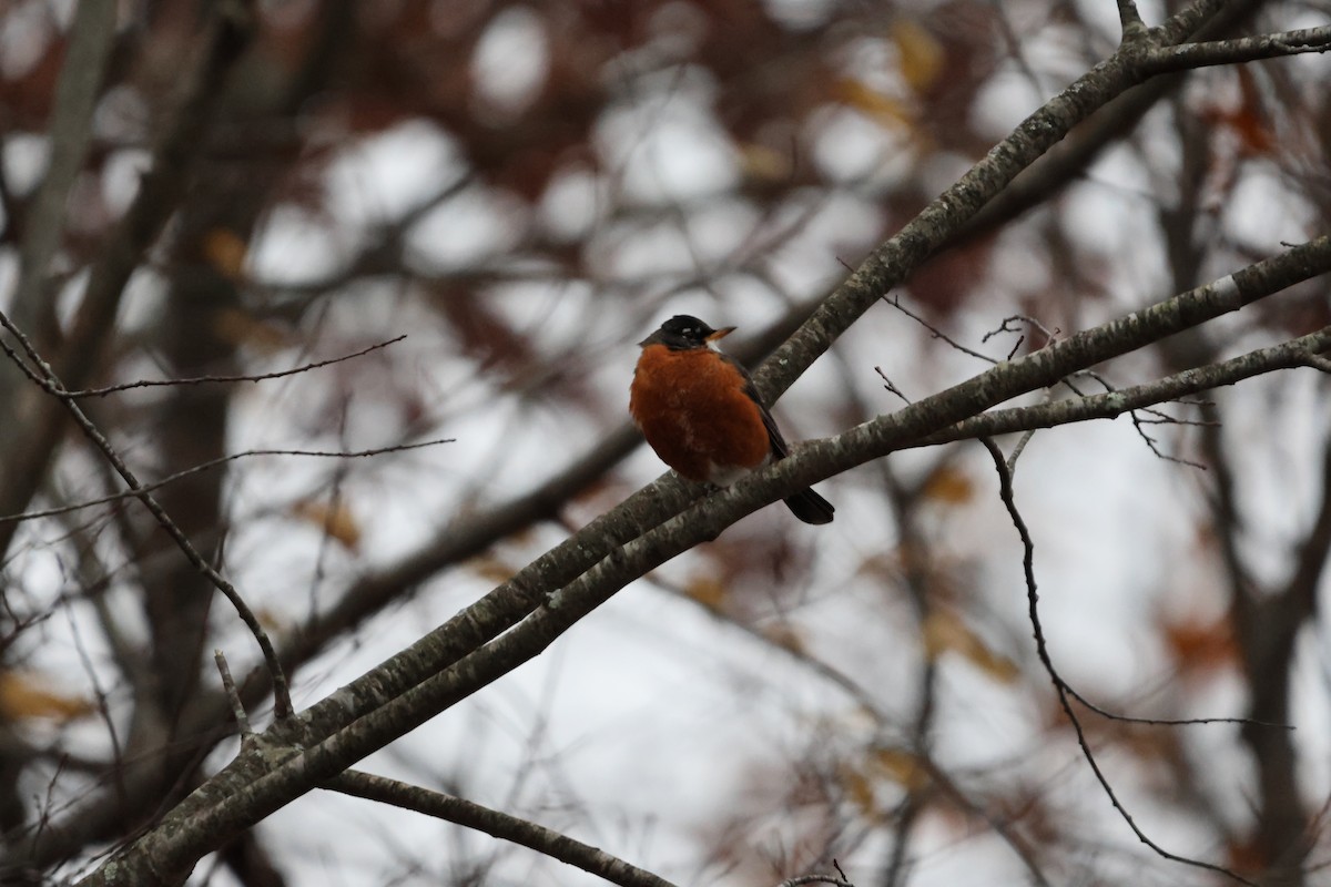 American Robin - Anonymous