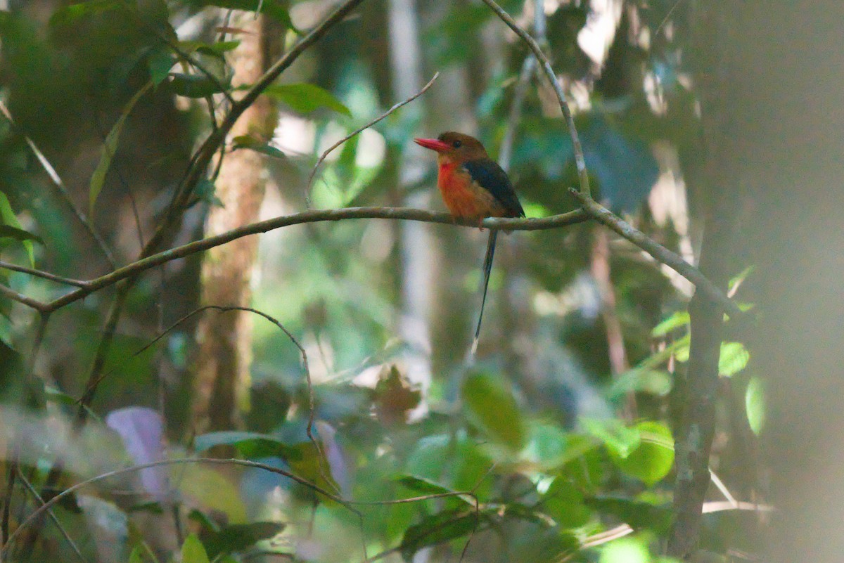 Brown-headed Paradise-Kingfisher - ML611411610