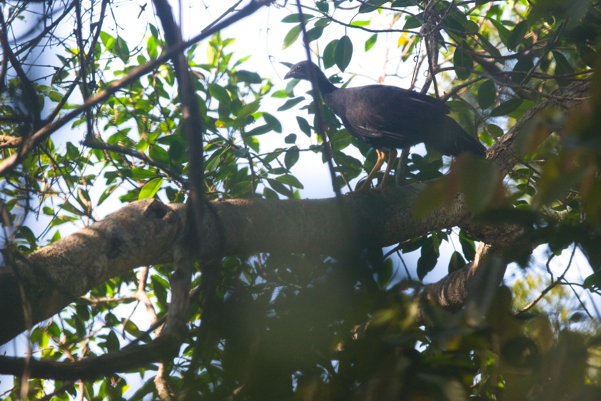 Yellow-legged Brushturkey - ML611411708