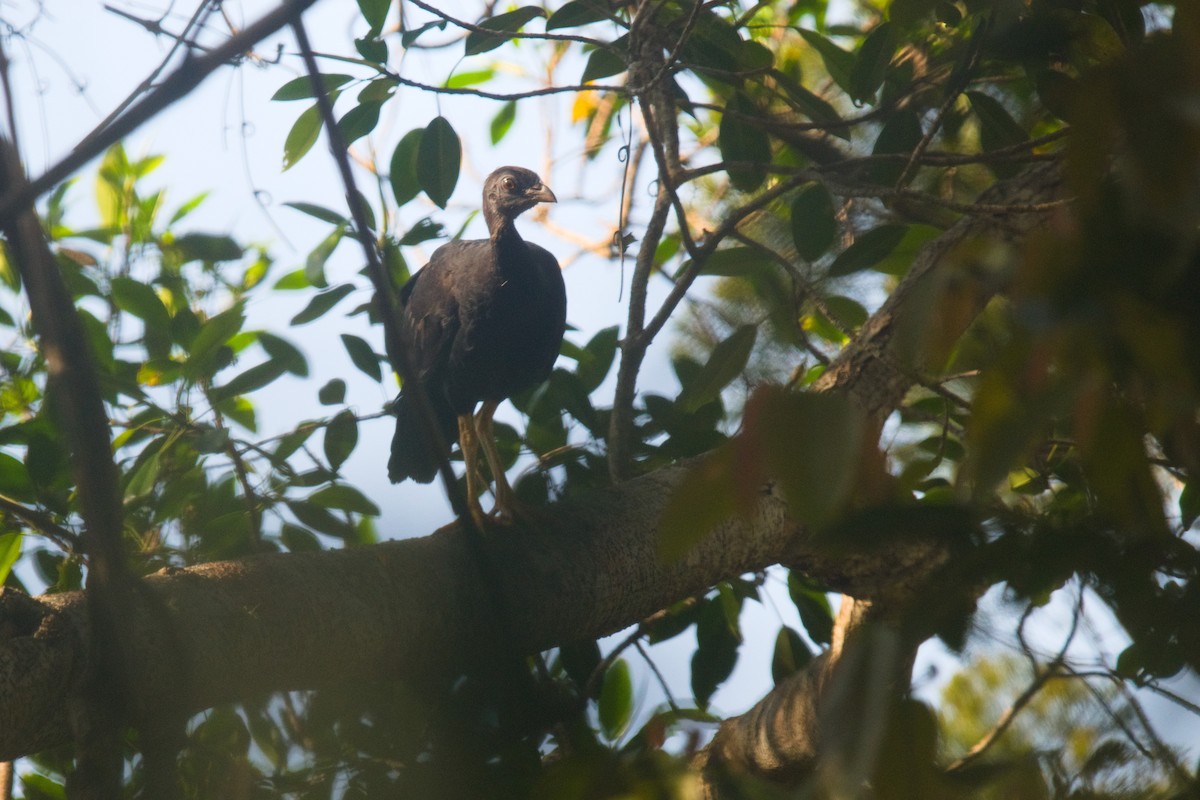 Yellow-legged Brushturkey - ML611411709