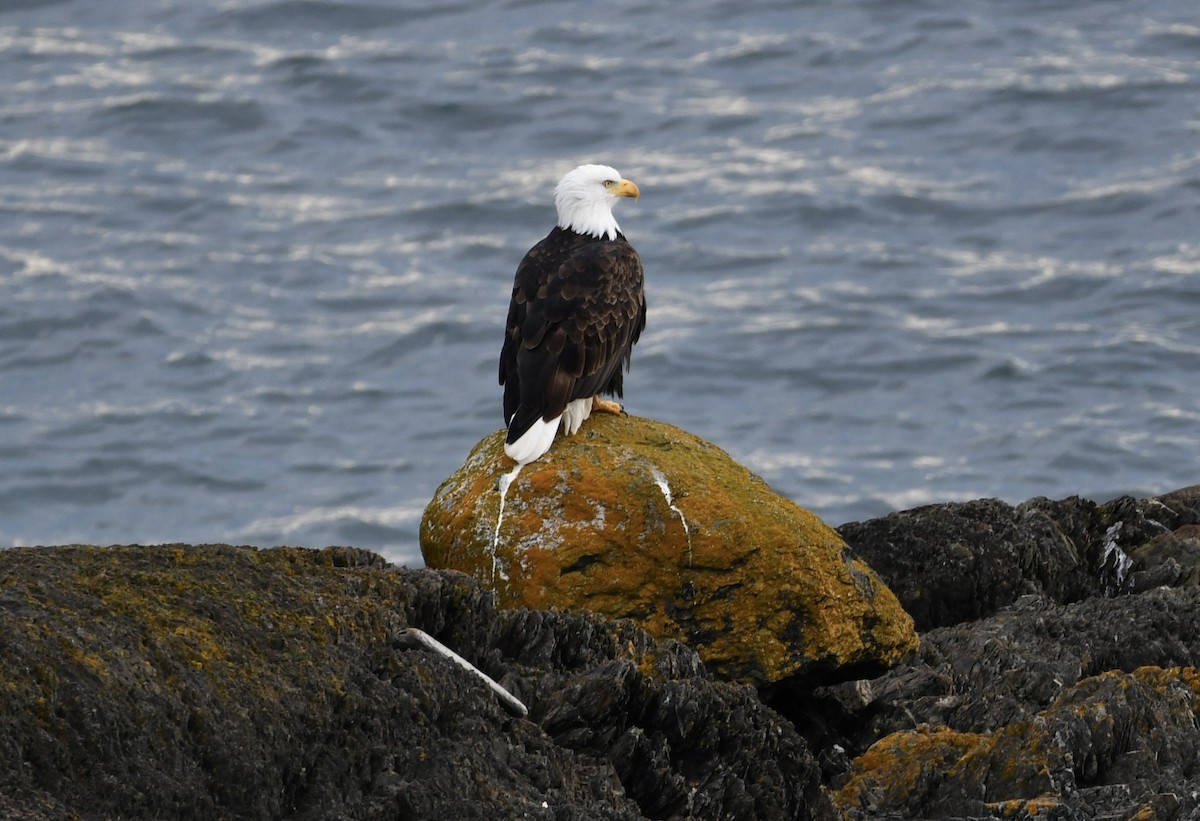 Bald Eagle - ML611411737