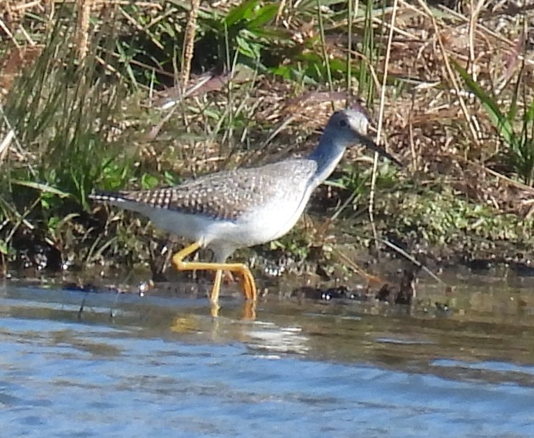 Greater Yellowlegs - ML611411820