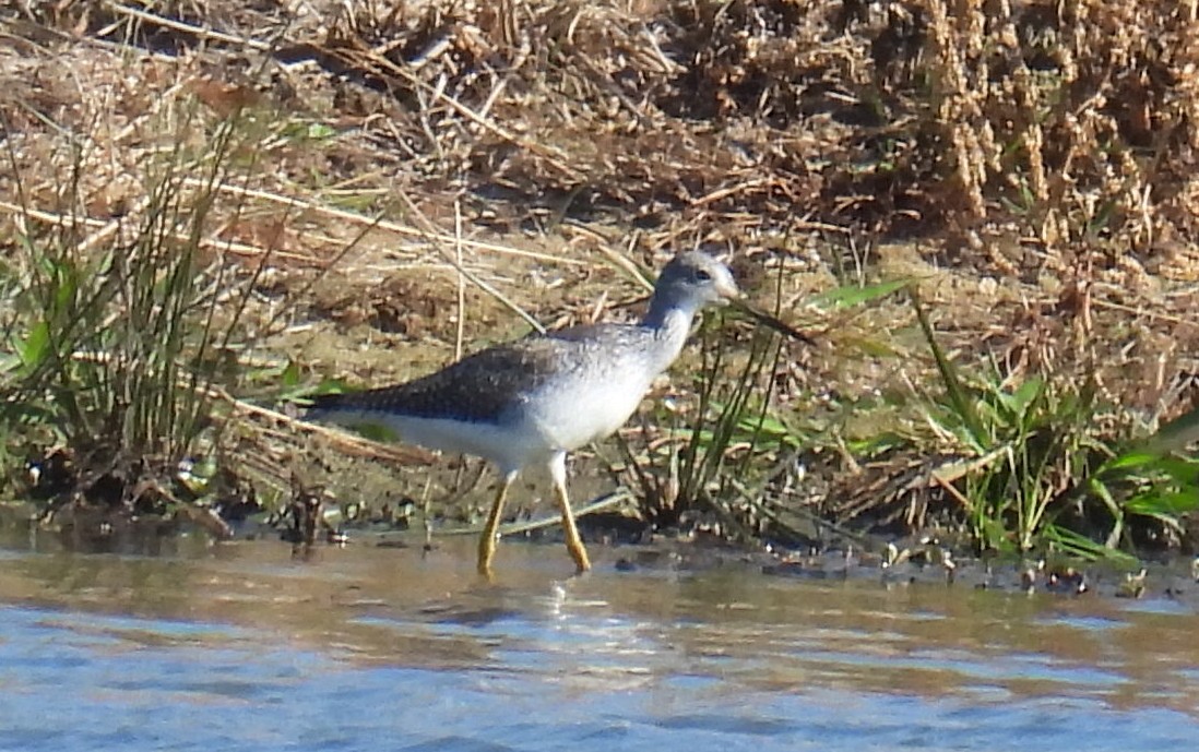 Greater Yellowlegs - ML611411821