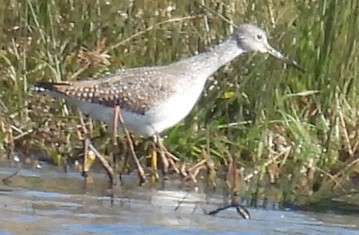 Greater Yellowlegs - ML611411822