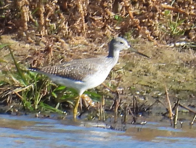 Greater Yellowlegs - Jeffrey Blalock