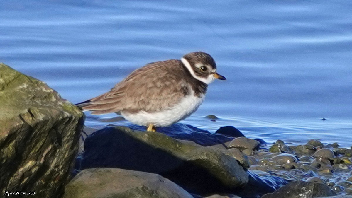 Semipalmated Plover - ML611411877