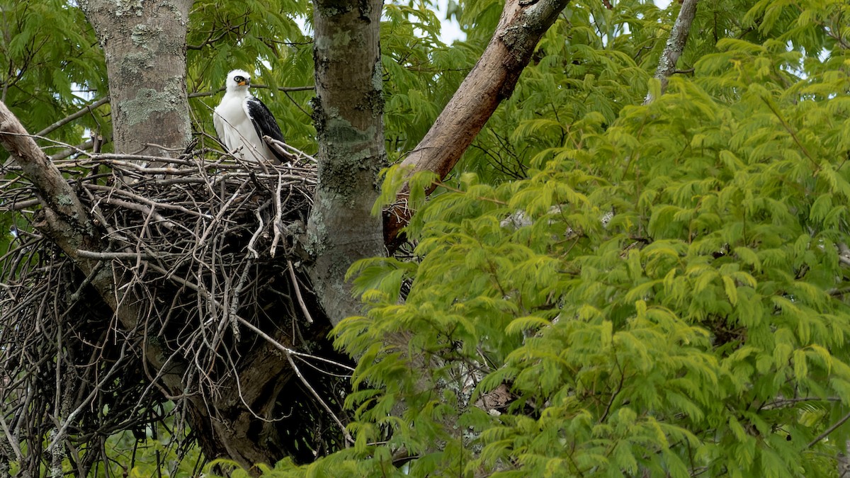 Black-and-white Hawk-Eagle - ML611411879