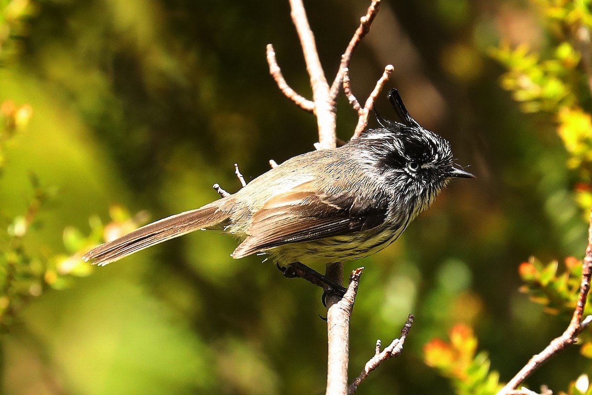 Tufted Tit-Tyrant - ML611411884