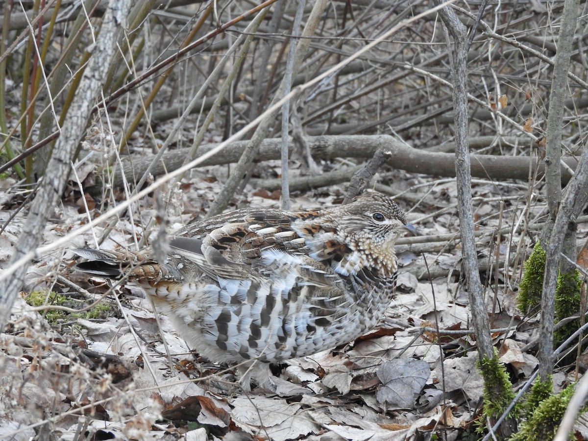 Ruffed Grouse - Dan Mendenhall