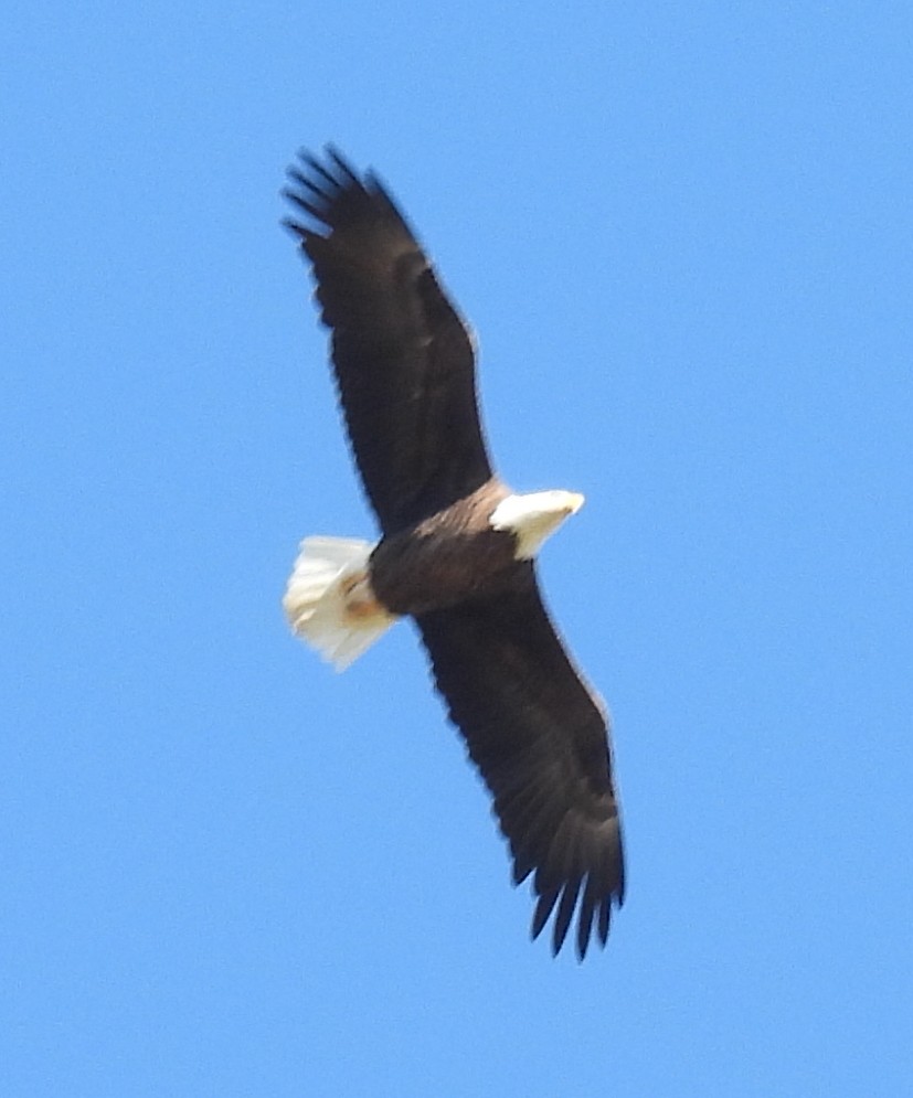 Bald Eagle - Jeffrey Blalock