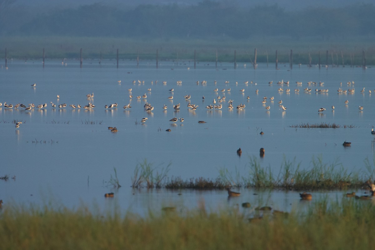 Avoceta Americana - ML611411919