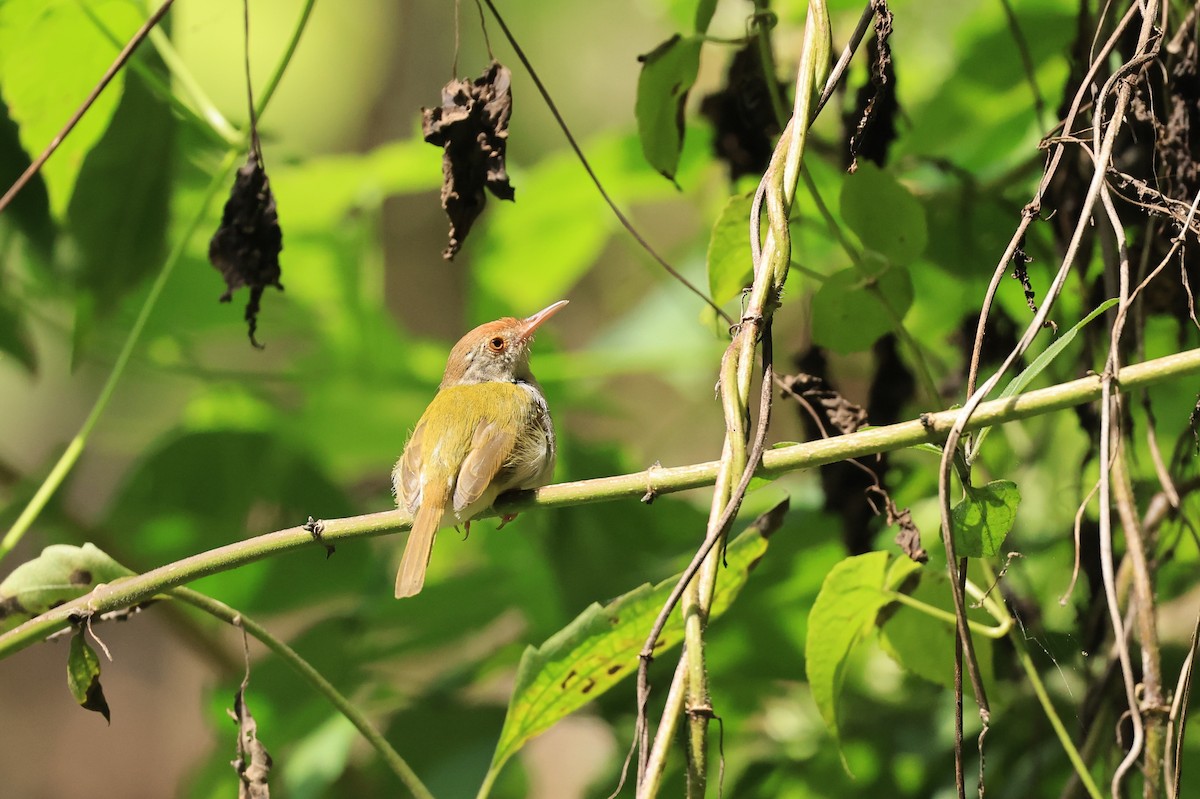 Common Tailorbird - Allen Lyu