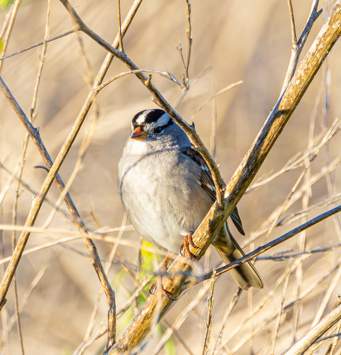 White-crowned Sparrow - Ben  Valdez