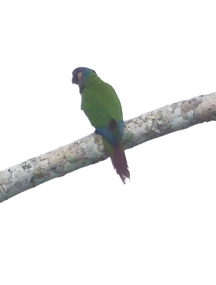 Maroon-faced Parakeet - ML611411962