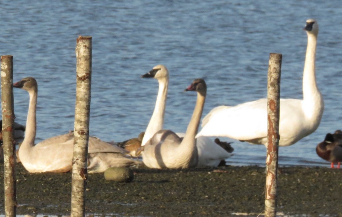 Trumpeter Swan - ML611411994