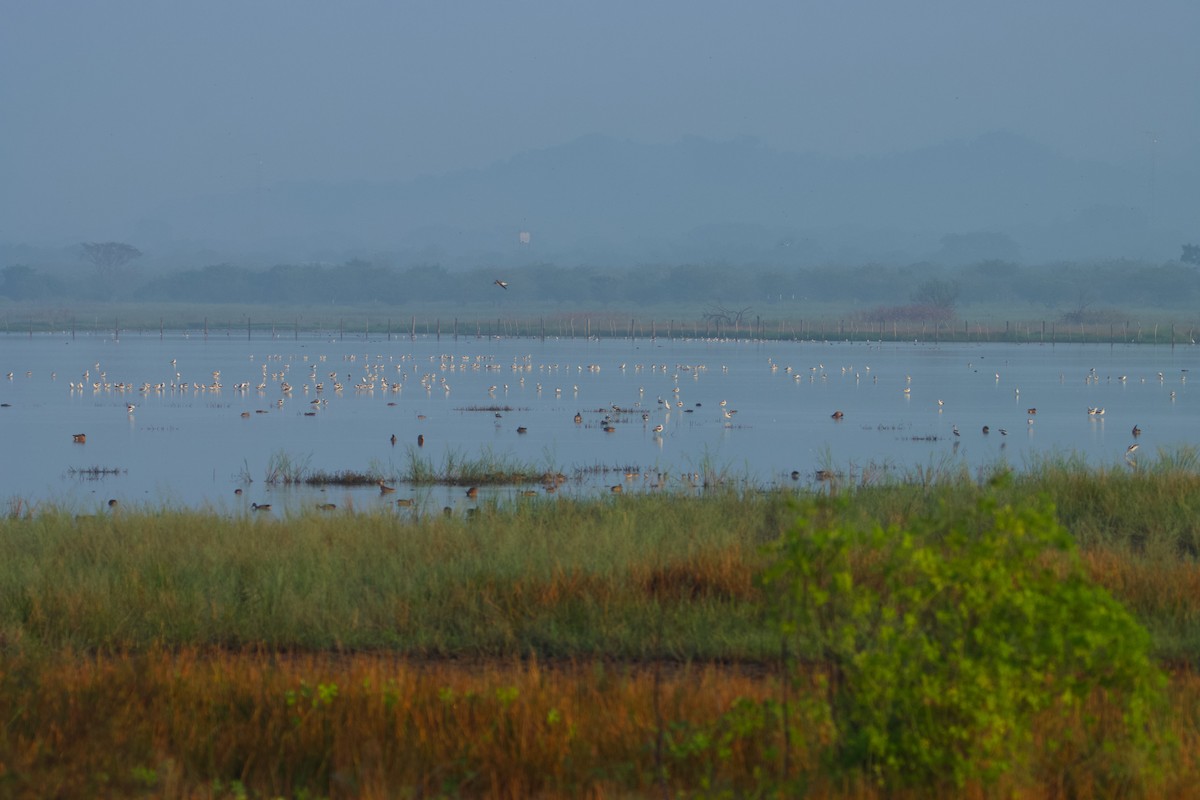 Avoceta Americana - ML611412022