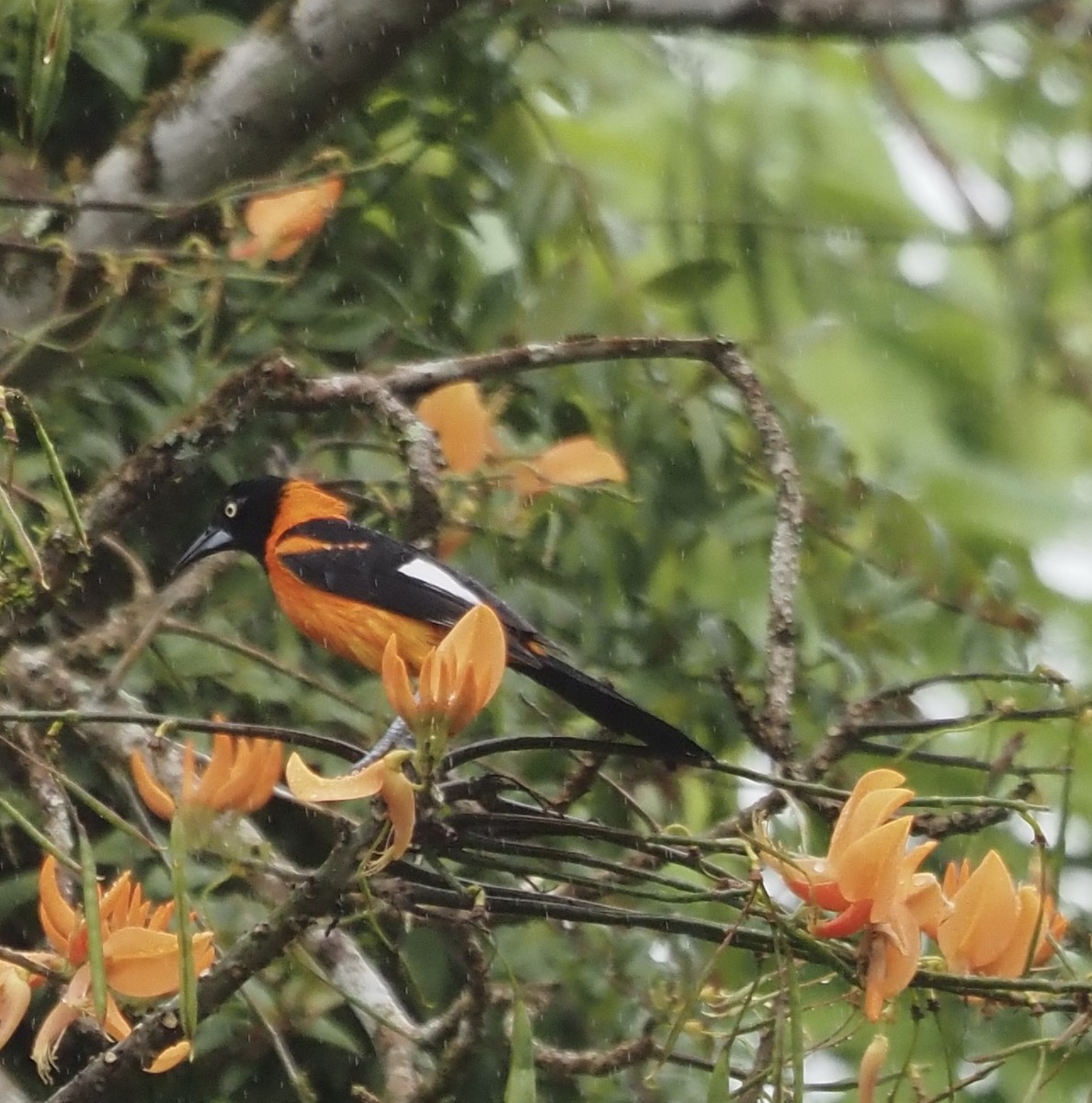 Oriole des campos - ML611412033