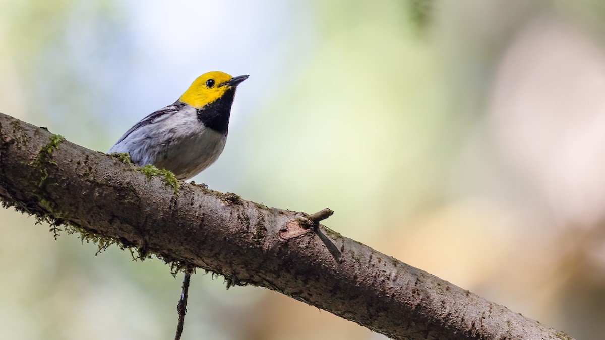 Hermit Warbler - ML611412052