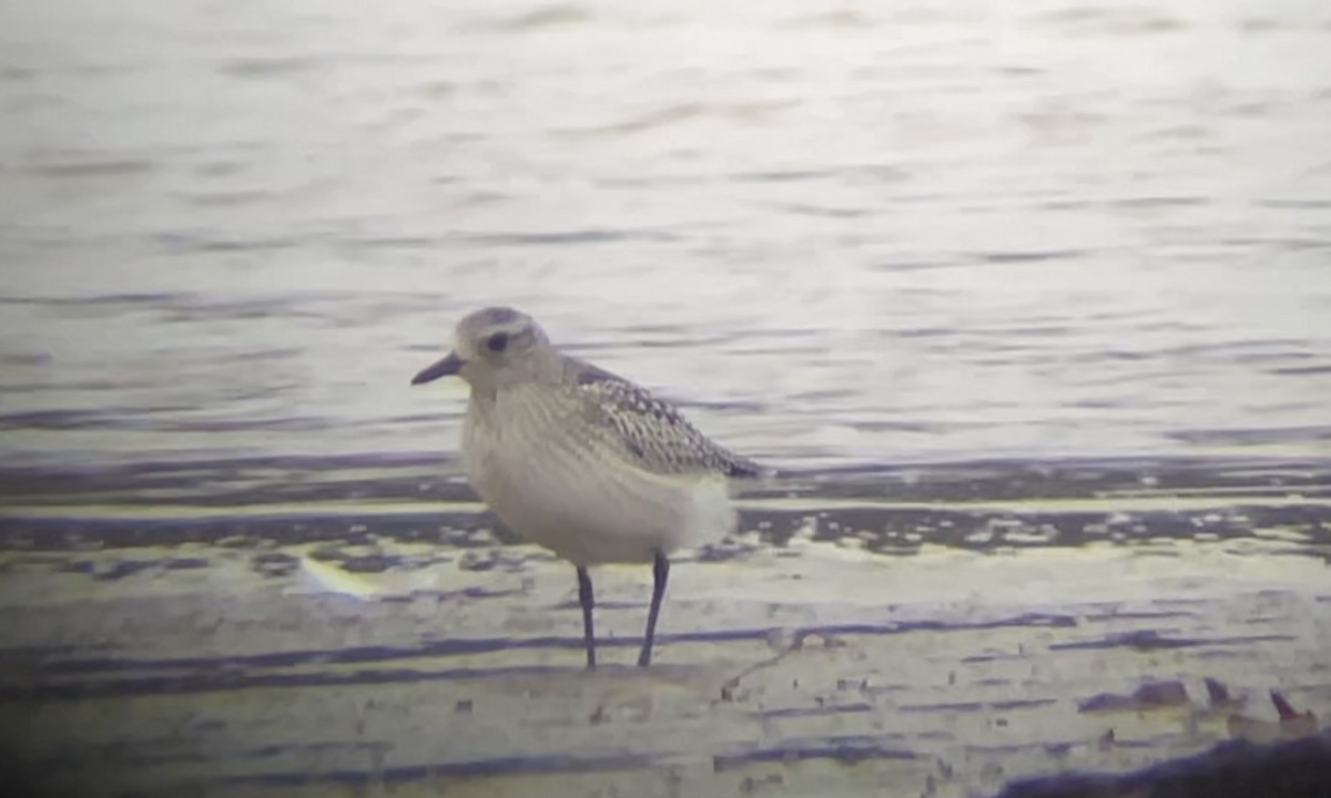 Black-bellied Plover - ML611412091