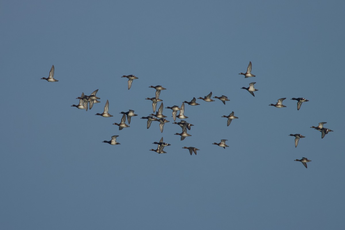 Lesser Scaup - ML611412226