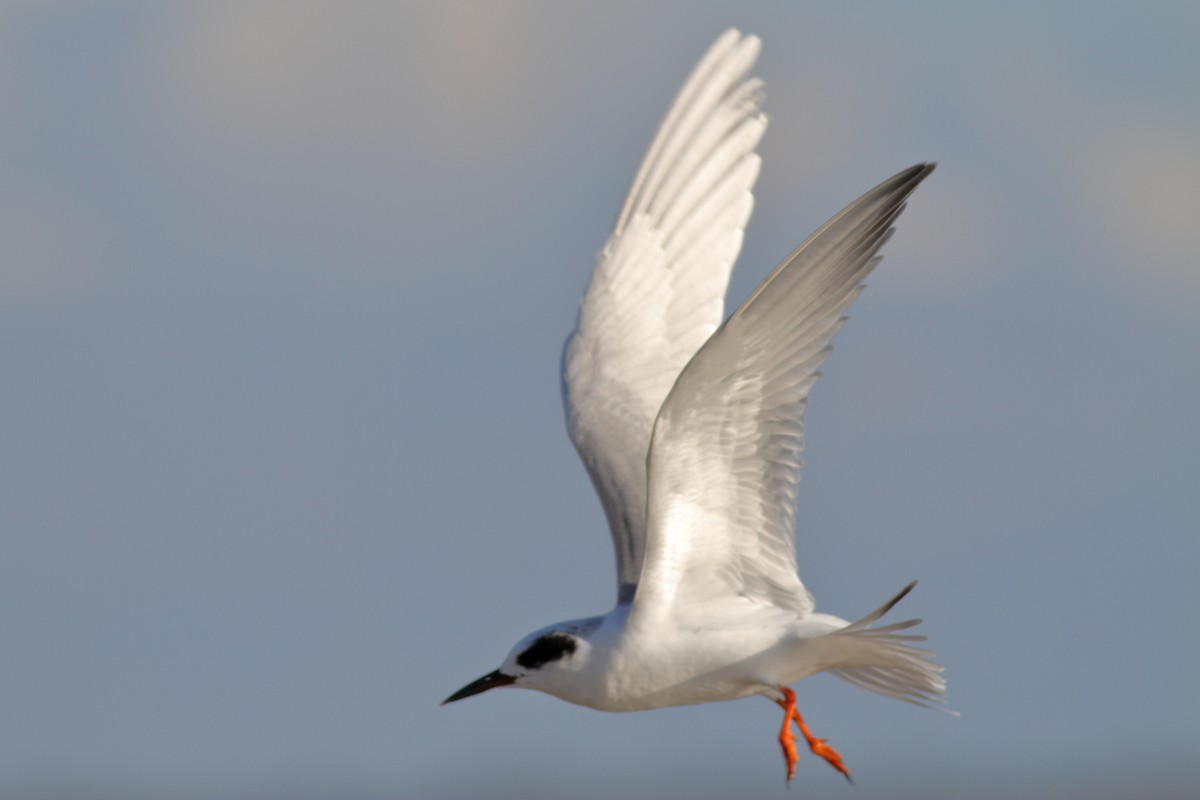 Forster's Tern - ML611412248